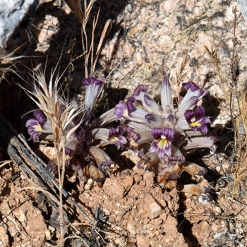 Orobanche cooperi, Desert Broomrape Orobanche cooperi, Desert Broomrape